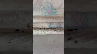 How to Inspect for Bed Bugs #pestcontrol #bedbugs