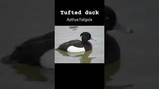 Is it just us or do the bills on these tufted duck look extra blue #naturevideo #duck #ducks