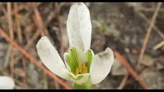 Galanthus elwesii Elwes's snowdrop, greater snowdrop Greece  31 1 2019