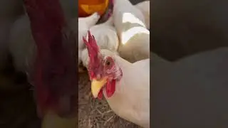 🐓🎃THIS TOTALLY WORKS! #halloween2023 #fall #backyardchickens #carvingpumpkins #chickenkeeping