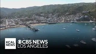 Marathon swimmer bitten by shark near Catalina Island