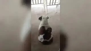 Try Not To Laugh    Funny dog memes compilation VIDEOS   Creative Commons