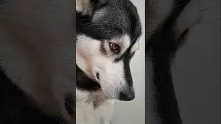 Guilty dog 🫣