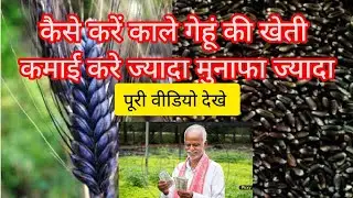 कैसे करें काले गेहूं की खेती@kaise kare  Kale gehu ki kheti@मुनाफा ज्यादा कमाई