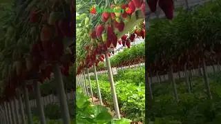 🍓 Strawberry की खेती से 🤑💰 कमाएं अब लाखों 💯| Strawberry fruit | Strawberry Growing at Home 🏡