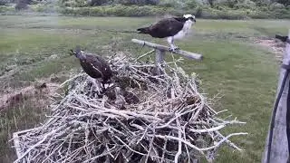 6/10/20 ~ CAPE COD OSPREY...FEEDING TIME FOR THE TWO CHICKS