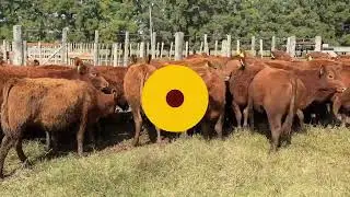 LOTE 248: 20  TERNERAS (2024)  GENERAL - LEGACCIO, PATRICIO