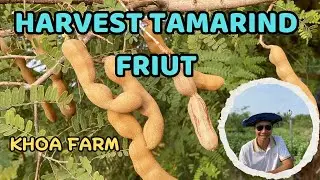Harvesting Tamarind &ndash; A Sweet & Sour Delight!