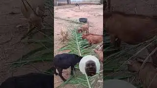 the experience in a Nigerian goat farm +2348026815320 +2348033826947 @animalparadisefarm