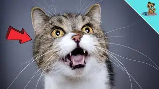 Deine Katze sendet dir RED FLAGS 🚩– Ignoriere sie NIEMALS!