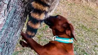 Starting a older pup from scratch (Training a 6 month + coonhound)