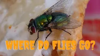 The Mystery of Winter Disappearance: Where Do Flies Go?