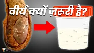 वीर्य के महत्वपूर्ण घटक