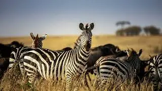 Drought affects animals in many different ways, let's take a look