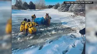 Watch: Horses rescued from icy pond