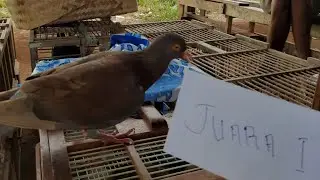 SEJARAH JAGUAR VS SAPULAWAN TERULANGLAGI DI LAPAK MEKARWANGI//MERPATI LOVERS// BENJAYA//LAPE ALUS TV
