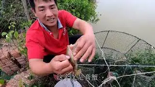 刀仔在海水鱼塘放一个大渔笼，第二天过来跑入几只大膏蟹，发财了