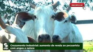 Angus x nelore, aumento de renda para o pecuarista.