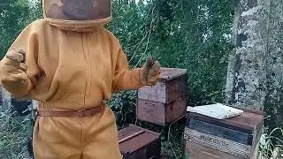 ENXAMEA&Ccedil;&Atilde;O,DIFEREN&Ccedil;A ENTRE REALEIRA DE EMERG&Ecirc;NCIA E REALEIRAS DE PUXADA NATURAL..