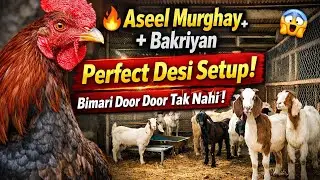 Aseel Murghay 🐓 aur Bakriyon 🐐 ka Perfect Setup | Bimari Se Bachao | Vlog