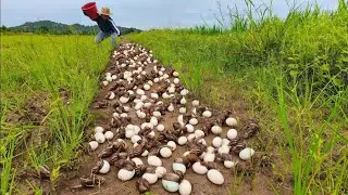 Best unique fishing! catch a lot of crabs and pick duck eggs at rice field by hand skill