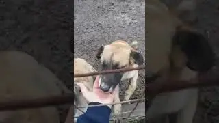 Kentucky & Kamara, freundliches Geschwisterpaar, ca. 1 Jahr