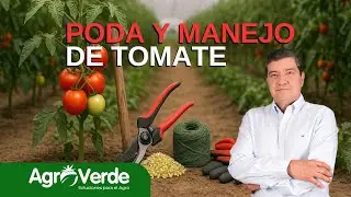 &iexcl;Domina la PODA y MANEJO del TOMATE como un PRO! 🍅✂️