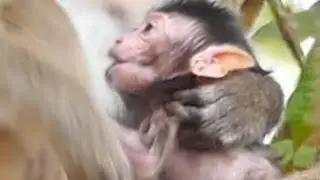 ANYA NEW BABY MONKEY HUNGRY MILK | MORE FEEDING | WUHAN MONKEY