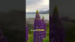 #6 The Beauty Of New Zealand's LAKE TEKAPO