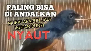 MURAI BATU GACOR bikin EMOSI Lawan jadi Bunyi NYAUT BONGKAR MATERI ISIAN Ampuh buat PANCINGAN MURAI 