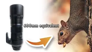 Olympus 300mm f/4 Pro Lens First Impressions