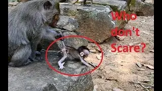 Pity poor baby, Brutus Jr Very scare Cry loudly Call Mom, Dolly nasty monkey do Bad on baby so hurt.