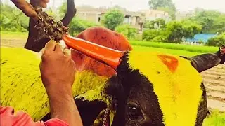 बैल पोळा भाग - ०२ ( बैलांची रंग रंगोटी )