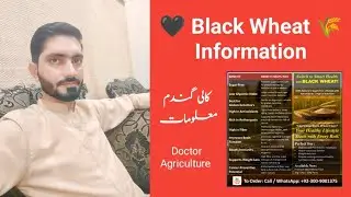 Black Wheat Information By Doctor Agriculture 