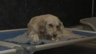Irish Dogs for the Disabled