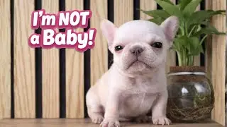 Tiny Frenchie Says She’s NOT a Baby Anymore 😆🐾