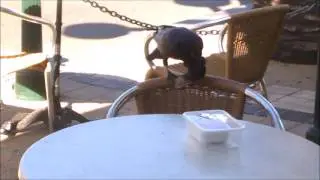Cunning crow - getting to sugar in a sealed container.