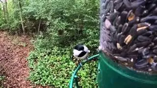 Chickadee on a Yankee Flipper Bird Feeder