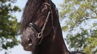 For sale: Wiard, a beautiful frisian stallion with a great character