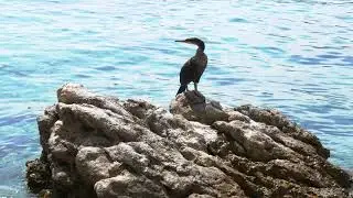 Pygmy cormorant (Microcarbo pygmaeus), Croatia (Palearctic Realm)