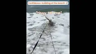 Labrador enjoys a beach day 🥹🫶 #labrador #beachdog #dogtraining
