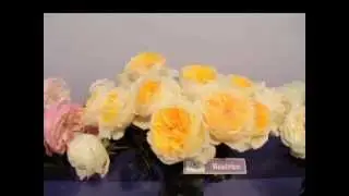 David Austin Cut Roses at IFTF