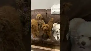 Day 14 of posting photos of my dogs until 1000 subscribers