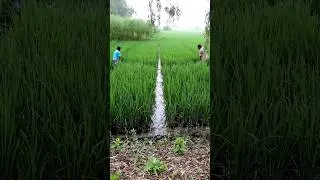 Drag Kerosenized Rope to Control Rice Hispa #shorts
