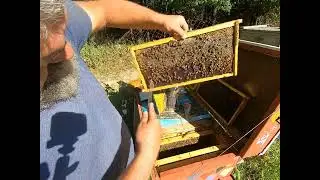 Part 2: Long Langstroth hive, created a robbing frenzy, and the fruit of my labor.