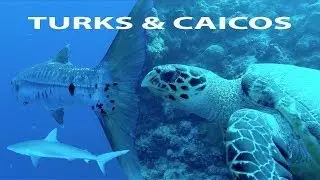 Turks and Caicos SCUBA Diving - #HazardSports