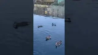 Duck on the Lake🦆 #love #trv #shorts #water #thearj #uk #subhanallah #islamic #nasheed