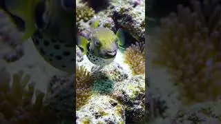 Defense Mechanism The Pufferfish  #ocean #pufferfish #marinelife
