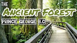B.C's Ancient Forest in 2 Minutes.(1000 year old cedar trees)