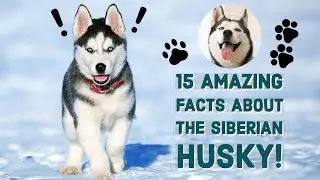 Siberian Husky: 15 Incredible Facts about the Siberian Huskies